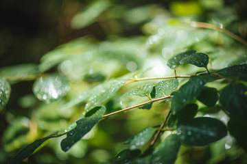 Green leaves with water drops on them and a blurred background