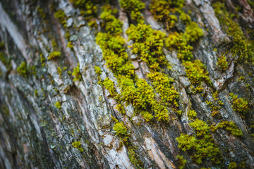 Obraz premium Tree bark with green moss