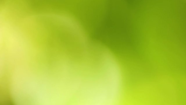 Sunny abstract green nature bokeh background. Real time full hd video footage.