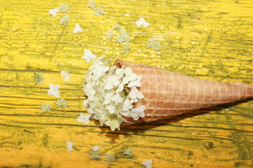 Beautiful white flowers bells in a waffle horn on a Yellow background.