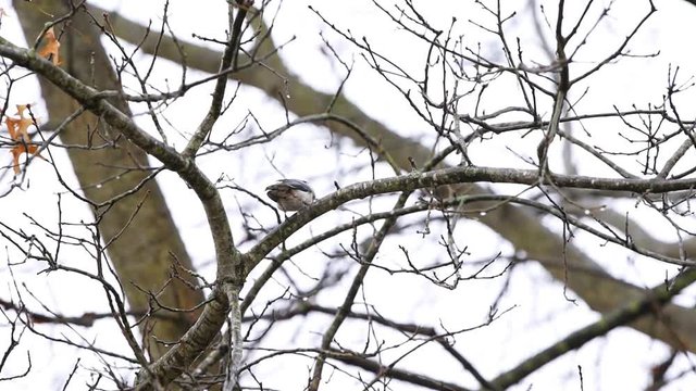 One white-breasted nuthatch bird on tree branch during oak tree in Virginia autumn winter or spring after rain with water drops flying away