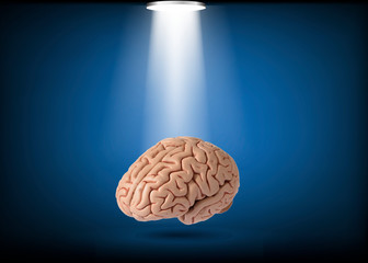 Human brain model on studio light background