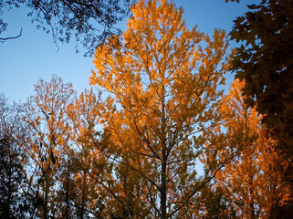 in the autumn Park on a Sunny day