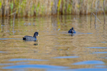 Eurasian coot