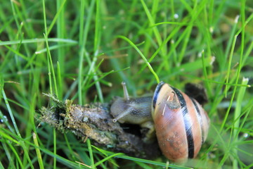 Ślimak na drewienku © Daria