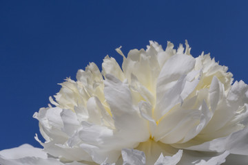 close up of white peony flower against blue sky