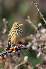 Meadow Pipit, (Anthus pratensis) perched on bramble, Marazion, Cornwall, England, UK.