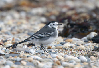 Pied Wagtail, (Motacilla alba), Marazion beach, Cornwall, UK.