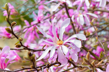 Obraz na płótnie Canvas Spring rose blossoms of a Magnolia tree