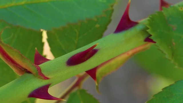 Closeup macro shooting of beautiful red thorns of green bush of roses flowers growing outdoors. Real time full hd video footage.