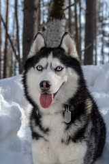 Siberian husky dog with stuck out tongue.