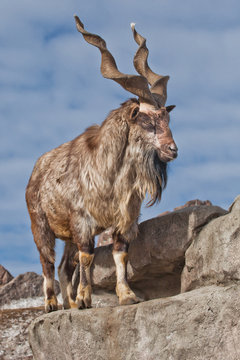 A goat with big horns (mountain goat marchur) stands alone on a rock, mountain landscape and sky. Allegory on scapegoat.