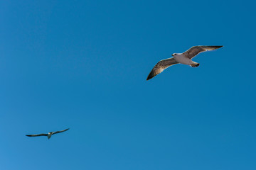 sea birds