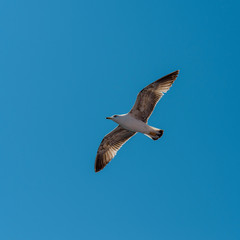 sea bird