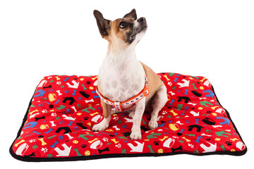 tender pet (dog); lying on pet mattress