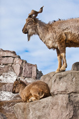 Mountain goat with big horns (Markhur) stands on a rock, at its feet is a young goat female, blue...