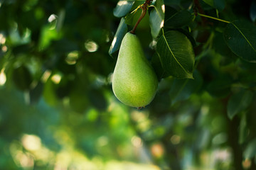 A single pear drooping down from a pear tree branch on the background of trees in the garden in sunlights, copy space for your design, closeup, organic food concept