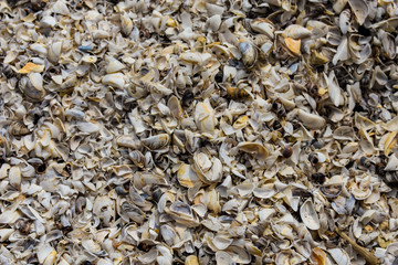 Shells on the Lake