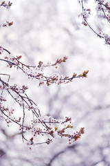 The beginning of flowering cherry tree. Opening wonderful tender first flowers. artistic photo. Selective soft focus.