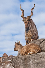 Mountain goat with big horns (Markhur) stands on a rock, at its feet is a young goat female, blue sky,