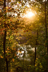 autumn in the forest