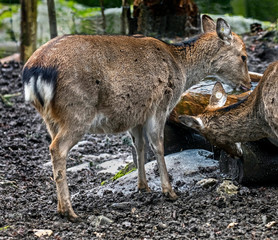 Sika deer female at watering trough. Also known as the spotted deer or the Japanese deer. Latin name - Cervus nippon