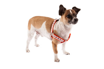 beautiful and tender pet (dog) on white background