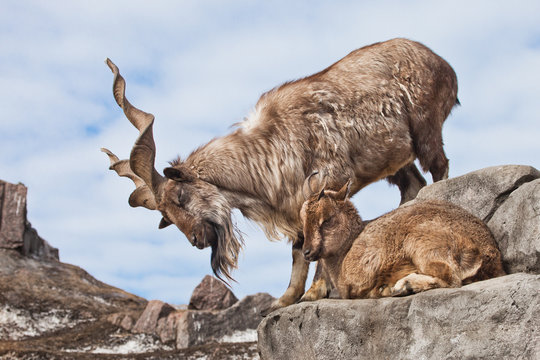 Mountain goat with big horns (Markhur) stands on a rock, at its feet is a young goat female, blue sky,
