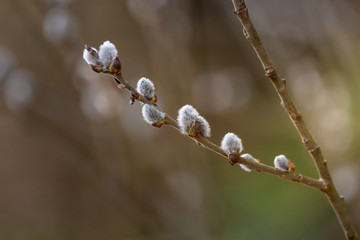 Pussy-willow branches with catkins, spring background