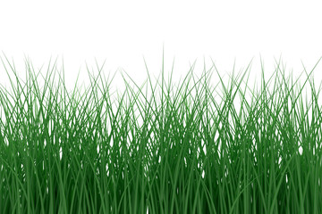 Green Grass isolated on white background. 3d rendering
