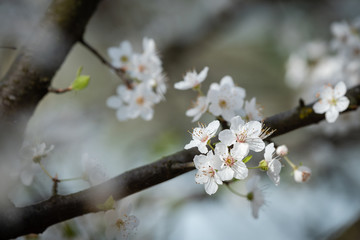 Fleurs de printemps sur un arbre