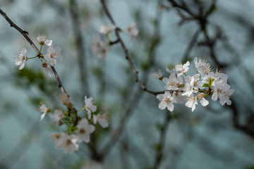Branches d'arbre en fleurs au printemps
