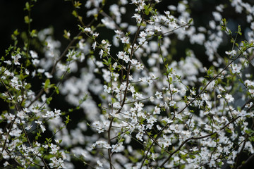 Arbuste en fleurs au printemps