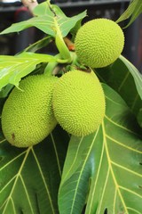 breadfruit hanging on the tree with nature