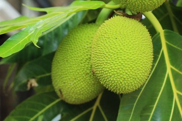 breadfruit hanging on the tree with nature