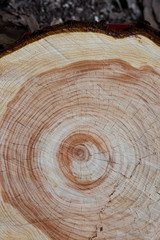 Fototapeta premium 切り株