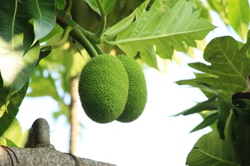 breadfruit hanging on the tree with nature