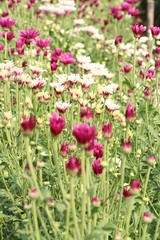 Chrysanthemums flower is beautiful in the garden
