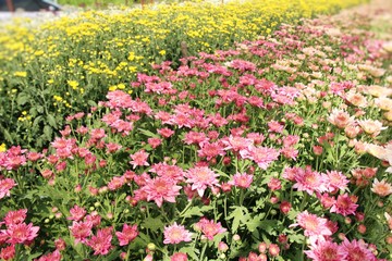 Obraz premium Chrysanthemums flower is beautiful in the garden