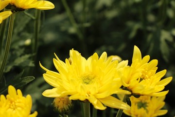 Chrysanthemums flower is beautiful in the garden