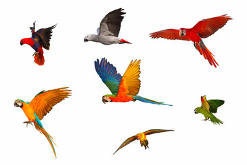 Obraz premium Set of parrot isolated on white background
