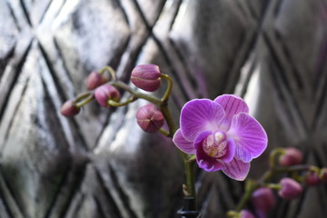 Orchidee Phalaenopsis Schmetterlingsorchidee Orchids Nachtfalterorchidee Orchidaceae Zimmerpflanze Blüte lila violett 