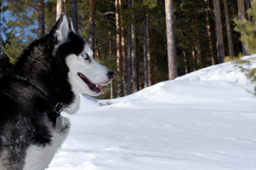 Siberian husky dog, copy space. side view
