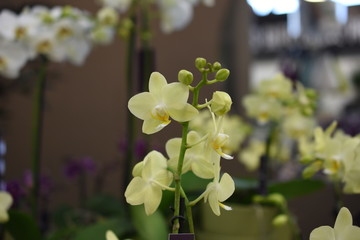 Orchidee Phalaenopsis Schmetterlingorchidee Falterorchidee gelb Blüte Zimmerpflanze