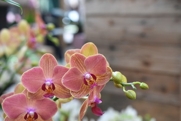 Orchidee Phalaenopsis Schmetterlingsorchidee Orchids Nachtfalterorchidee Orchidaceae Zimmerpflanze Blüte violett orange