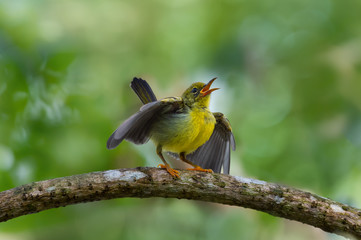 Close up of Juvenile sunbird,front view..Brown throated sunbird  juvenile perching on branch ...