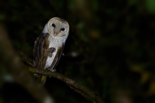 Cute owl perching ,low angle view..Barn owl bird with heart shaped face perching  on tree with only one leg keeping eyes on photographer .
