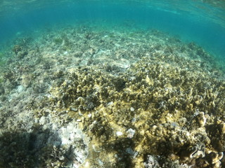 Fototapeta na wymiar Paysage sous l'eau, Cabilao, Phiippines