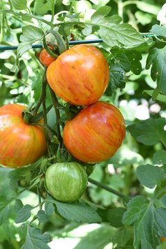 Tirouge Normalfrucht Kochtomate Tomate Paradiesapfel Paradeiser  Solanum lycopersicum gesund Vitamine 