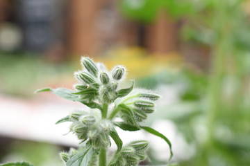Borretsch Borago officinalis Raublattgewächse Boraginaceae Kraut Küchenkraut Heilkraut Gewürzkraut blaue Blüten